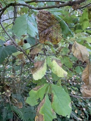 Fraxinus latifolia