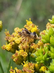 Phymatinae