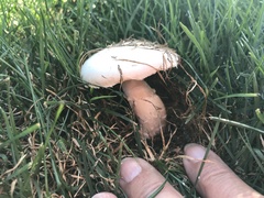 Agaricus
