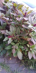 Amaranthus cruentus