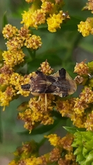 Phymatinae