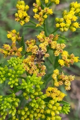 Phymatinae