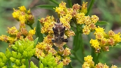 Phymatinae