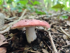 Russula