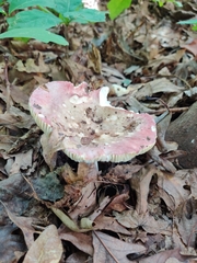 Russula