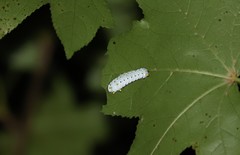 Callosamia promethea