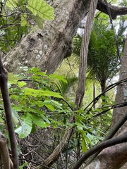Griselinia lucida