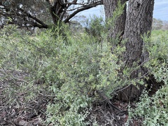 Pimelea microcephala