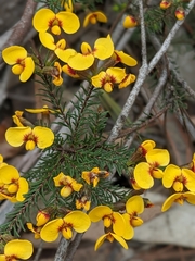 Dillwynia glaucula