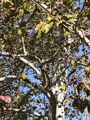 Crataegus phaenopyrum