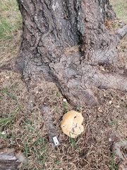 Climacocystis borealis