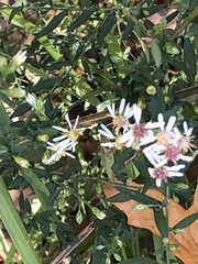 Symphyotrichum lateriflorum