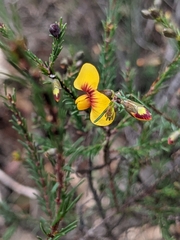 Dillwynia glaucula