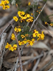 Dillwynia glaucula