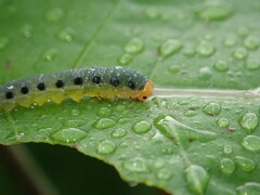 Allantus luctifer