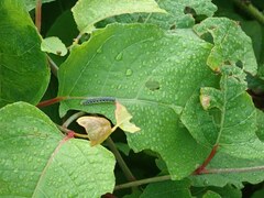 Allantus luctifer
