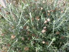 Olearia pimeleoides