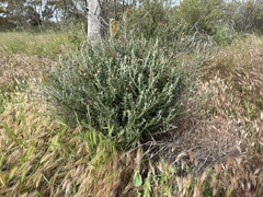 Olearia pimeleoides