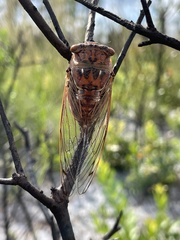 Megatibicen resonans