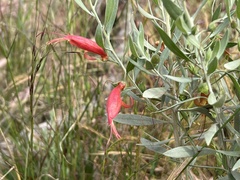 Eremophila glabra