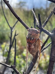 Megatibicen resonans