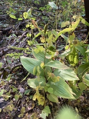 Cypripedium parviflorum pubescens