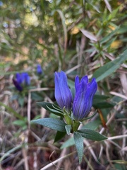 Gentiana catesbaei