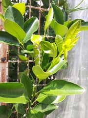 Menelaides