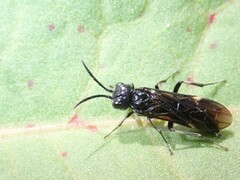 Allantus luctifer