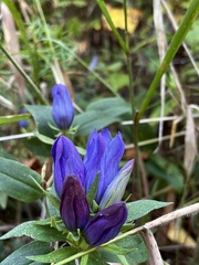 Gentiana catesbaei