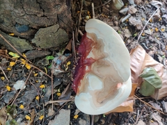 Ganoderma