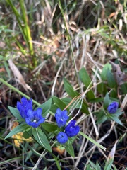 Gentiana catesbaei