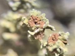 Tremella cladoniae