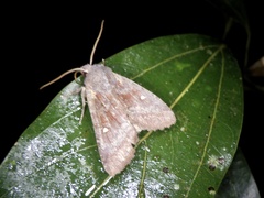 Eupsilia unipuncta