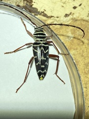 Megacyllene caryae