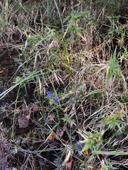Gentiana catesbaei