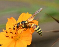 Megapterocheilus