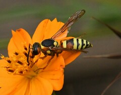 Megapterocheilus