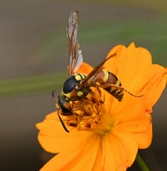 Megapterocheilus