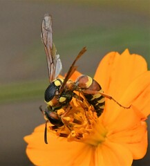 Megapterocheilus