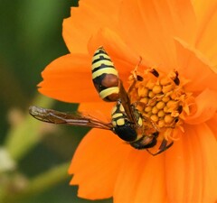 Megapterocheilus