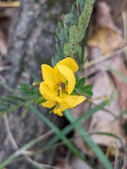 Chamaecrista