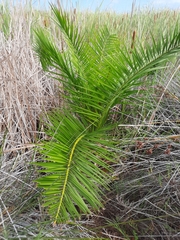 Phoenix canariensis