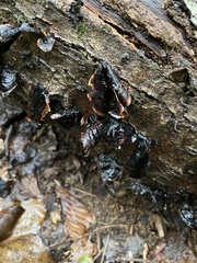 Hymenochaete rubiginosa