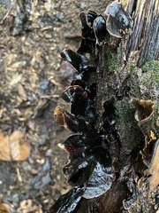 Hymenochaete rubiginosa