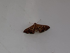 Nacoleia