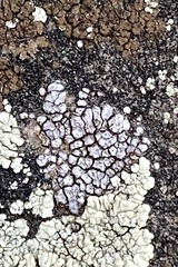 Lichinaceae