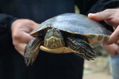 Trachemys