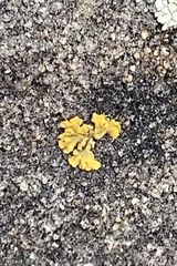 Lichinaceae