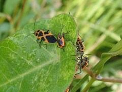 Tropidothorax sinensis